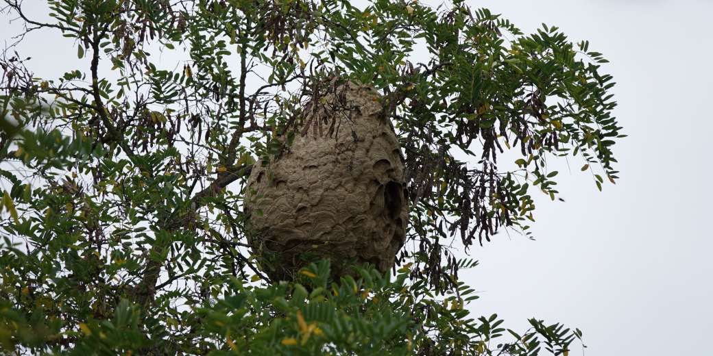 hnízdo sršně asijské, foto: Jan Walter