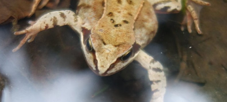 skokan hnědý