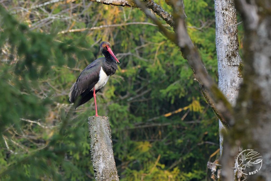 Čáp černý stojí na torzu smrku ve smrkovém lese.