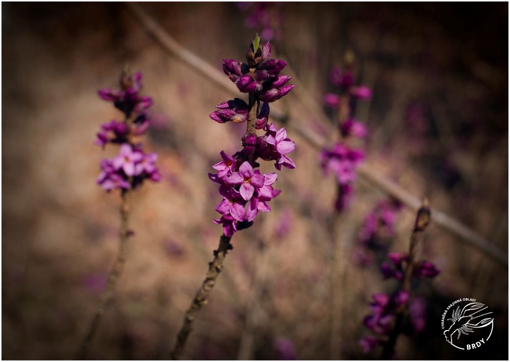 Detailní pohled na větve lýkovce jedovatého obaleného růžovými květy.