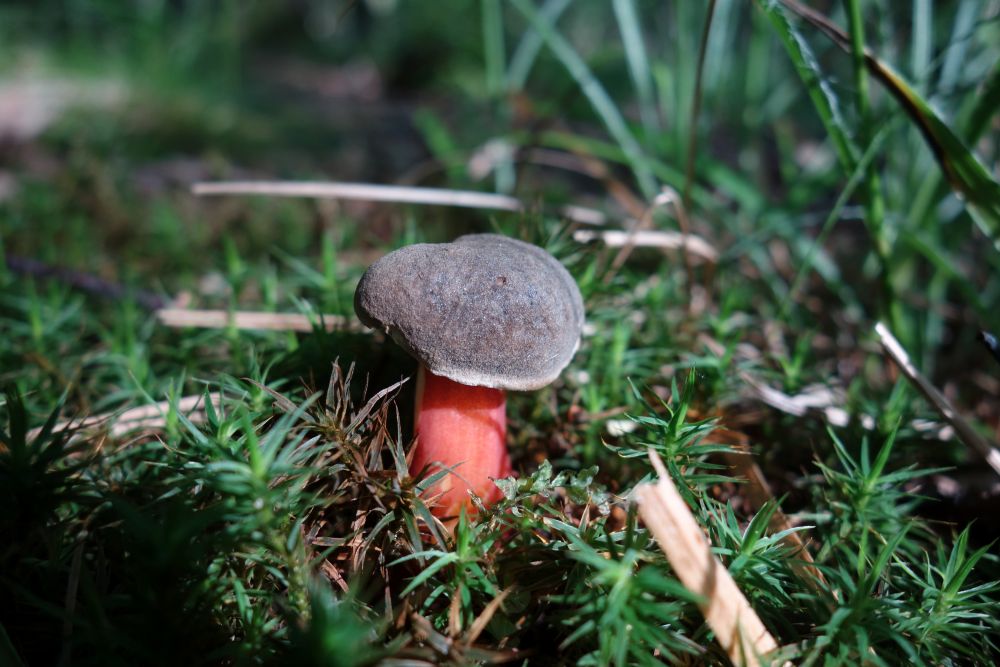 hřib