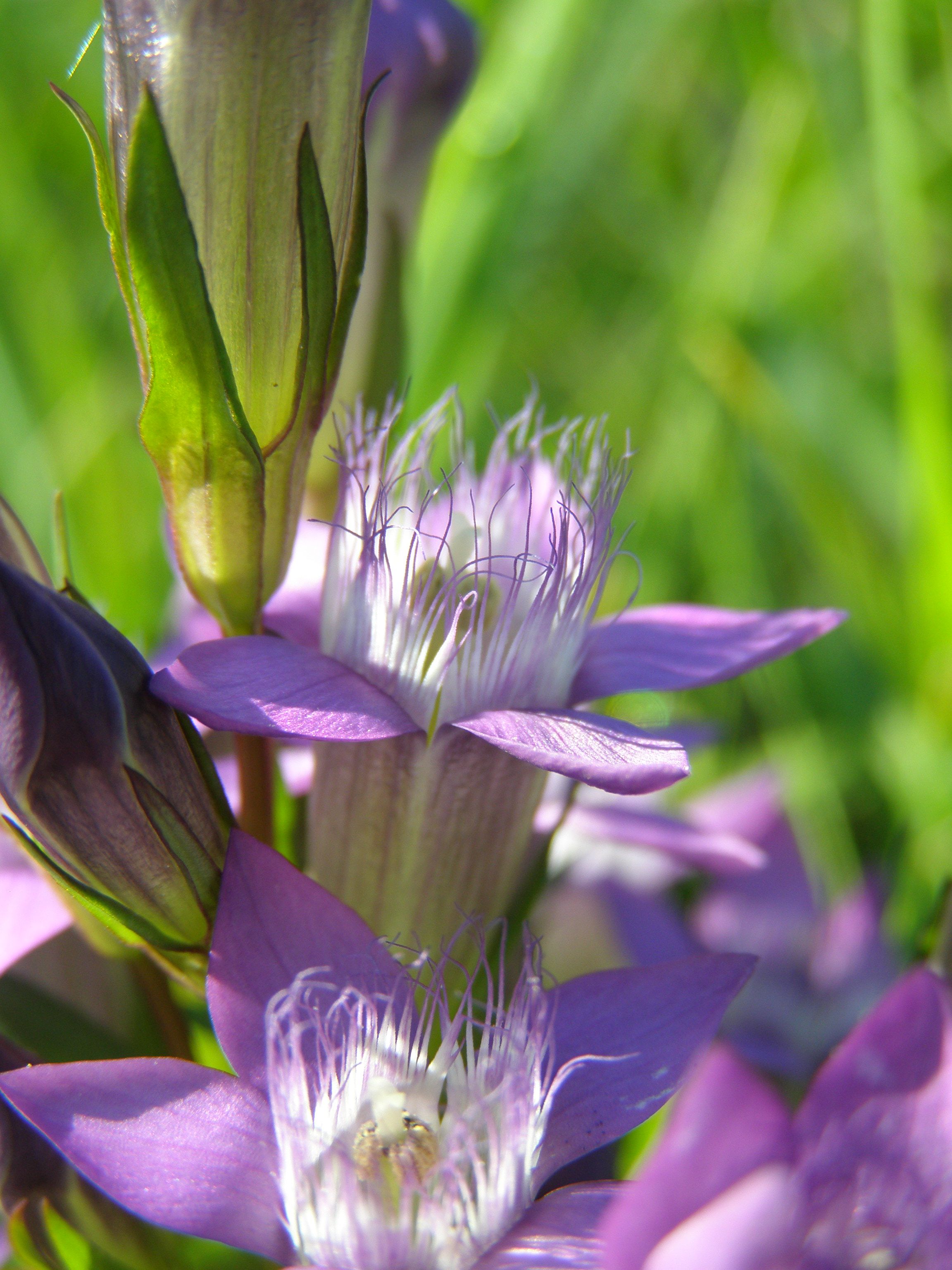 hořeček mohotvarý český v květu