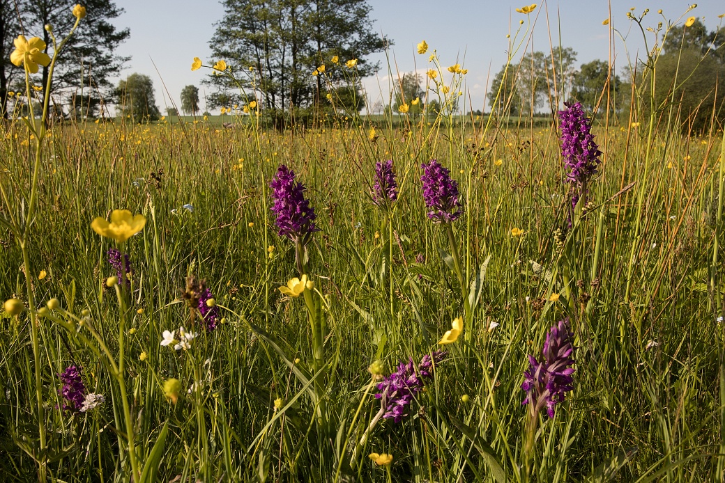 Maršálka přírodní rezervace s pcháčovou loukou s prstnatcem májovým.