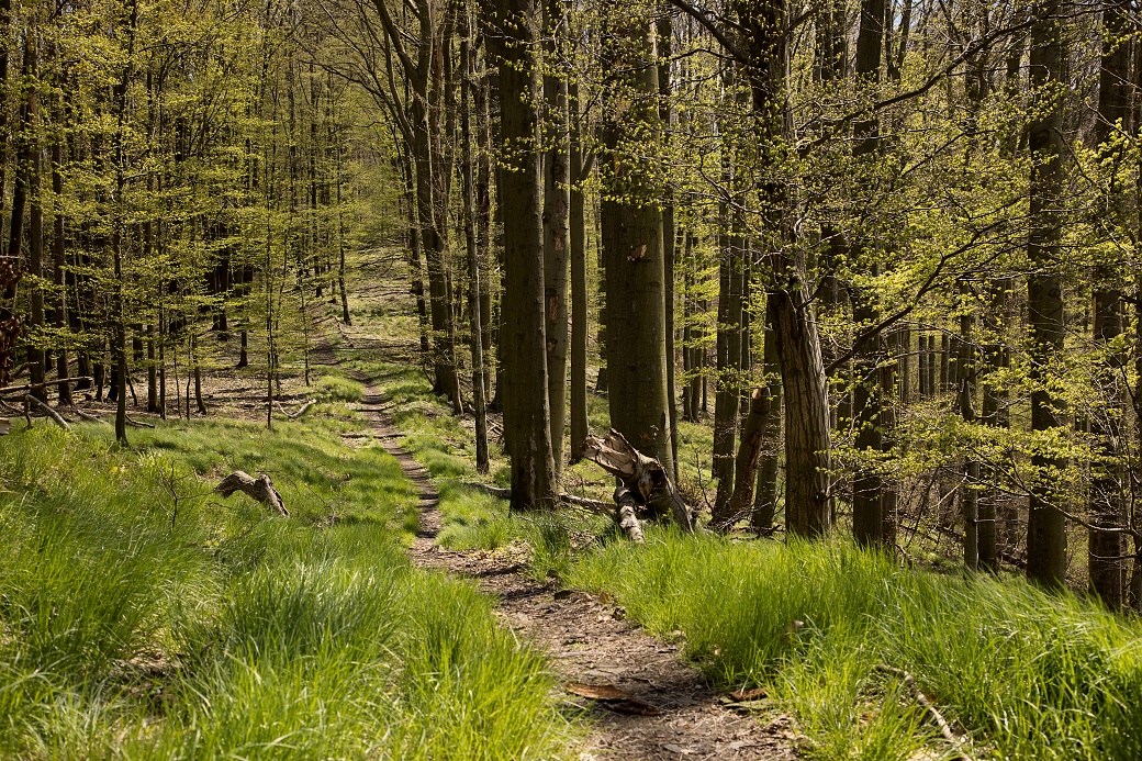 Květnaté bučiny v národní přírodní památce Kaňkovy hory.