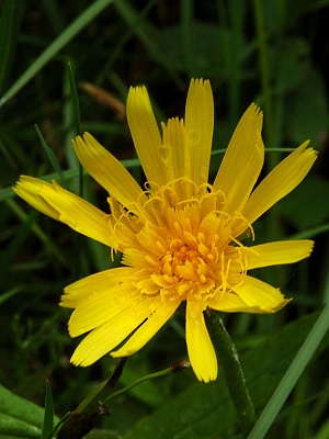 hadí mord nízký, Michal Jiráský